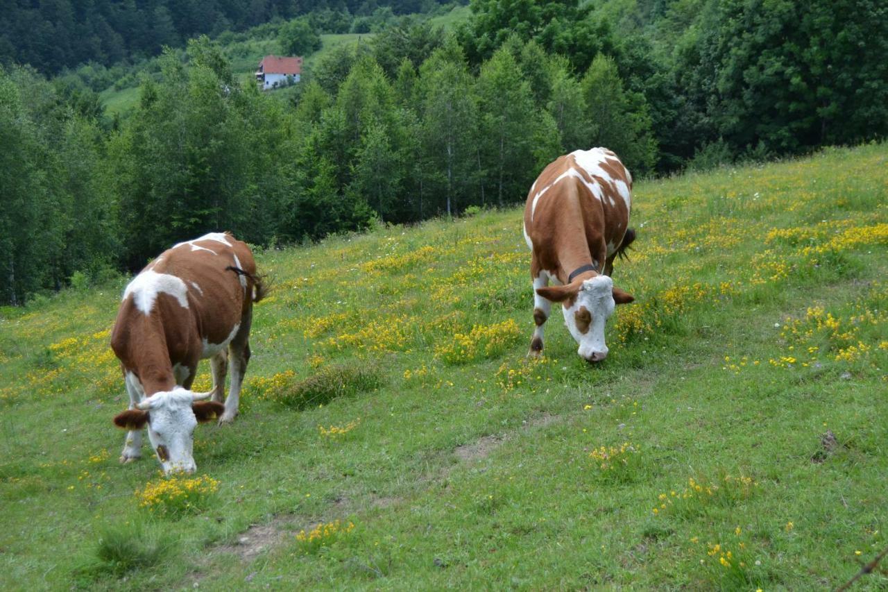 Turizam Koturovic Bed and Breakfast Ivanjica Buitenkant foto